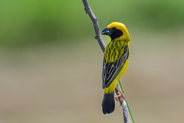 Asian golden weaver perched on branch.One beautiful yellow bird near rice fields.Natural wildlife fly animal concept.