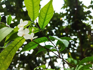 Obraz premium A jasmine bush in full springtime blossom.