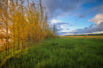 Autumn forest path. Orange color tree and green grass. Autumn evening.