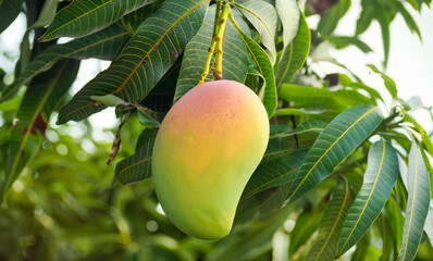 mango fruit on tree, Ai Generate 