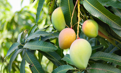 Mangoes on the tree, Ai Generate 