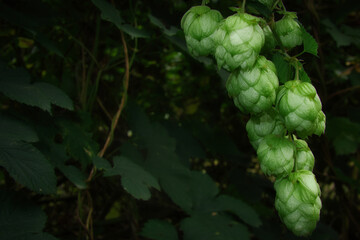 Hopfen - Close Up - Background - Humulus Lupulus -  Fresh - Hops - Hoppy Cones - Beer - Green -...