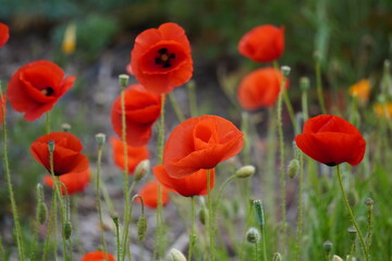 Coquelicots