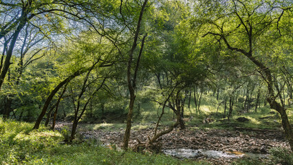 Nilgai antelopes are resting in the shady jungle near a dried-up rocky streambed. Green grass all around. The crowns of trees against the blue sky. India. Ranthambore National Park.