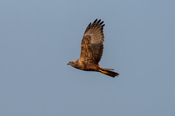 Eastern marsh harrier or Circus spilonotus observed in Gajoldaba in West Bengal