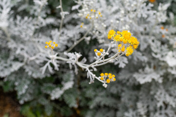 Silver RagWort is a perennial plant with yellow flowers. Dusty Miller, Jacobaea maritima, senecio cineraria 