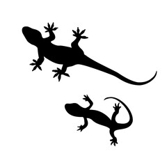Fototapeta premium silhouette of a lizard