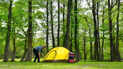 新緑の湖畔の森・テントを設営する男性