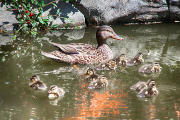 Mother duck with ducklings enjoying a swim on a pond.