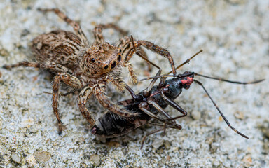 Jumping spider eating black prey on cement floor, Selective focus, Macro photo of insect.