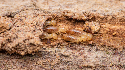 Close up of worker termites walking in nest on forest floor, Termites walking in mud tube, Small...