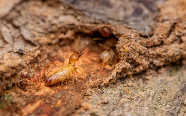 Close up of worker termites walking in nest on forest floor, Termites walking in mud tube, Small...