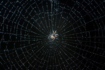 Water drops on spider web with rainy season and dark background, Selective focus.