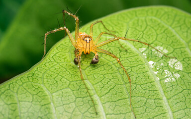 A yellow spider or Oxyopes salticus, lynx spider, Commonly known as the striped lynx spider on a green leaf, Macro photo of insect with selective focus.
