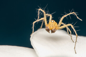 A yellow spider or Oxyopes salticus, lynx spider, Commonly known as the striped lynx spider on white petal and water drops on body, Macro photo of insect with selective focus.