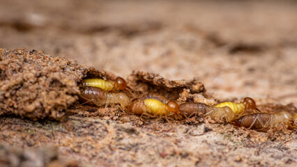 Close up of worker termites walking in nest on forest floor, Termites walking in mud tube, Small termites, Selective focus.