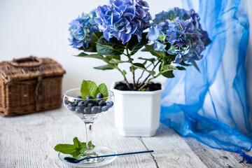 Still life. Blueberries in a glass bowl and blue spoon. Hydrangea flowers. Blue color