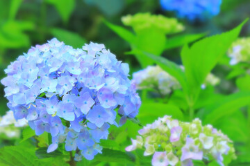 爽やかなブルーの紫陽花の花