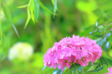 鮮やかなピンクの紫陽花の花