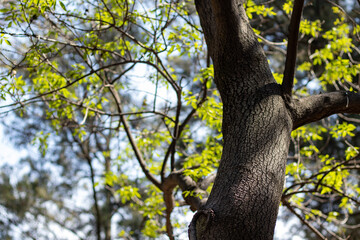 Tronco de &aacute;rbol con hojas verdes hermosas