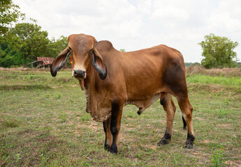 Close up portrait of cow in farm background. Cows standing on the ground with farm agriculture. Traditional cow in asia, cow resting. Image contain grain, soft focus and selective focus.