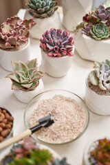 Obraz na płótnie Canvas Home gardener transplanting succulent plant in ceramic pots on a table
