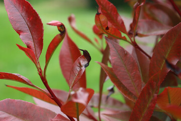 Close-up of Photinia red leaves on bush with dry black spots damaged by drought . Photinia x...