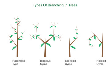 branching in trees. Types of branching lateral. Racemose,cymose,scorpioid, helicoid, biparous. botany concept. botanical illustration.