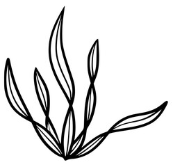 Fototapeta na wymiar Seaweed spirulina marine plant black silhouette vector icon. Simple aquarium seaweed hand drawn contour isolated on white background. Black marine beach graphic element.