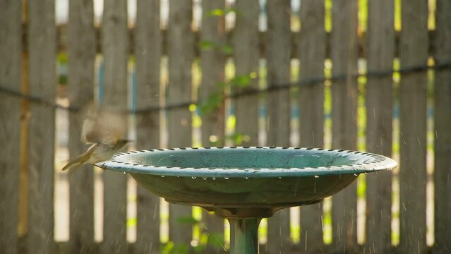 Brown Honeyeater dips in the water, splashing around in a green birdbath.