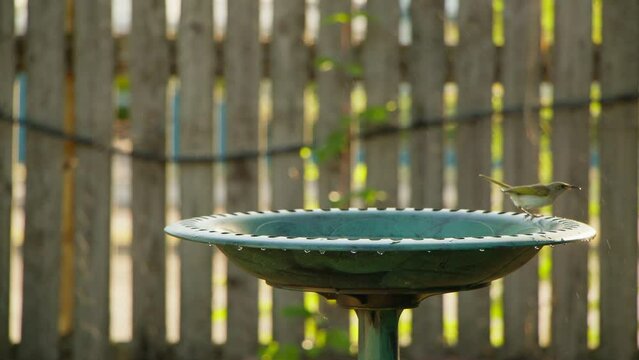A brown honeyeater dips in a birdbaths waters, fluttering and flapping around when a peaceful dove flies in to have a drink.