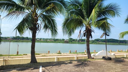 COCONUT TREE NEAR THE RIVER IN THAILAND