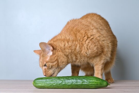 Funny gigner cat sniffs at a cucumber on the table.