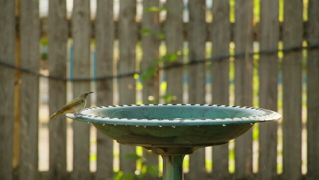 A brown honeyeater dips into the water of a birdbath, shaking himself dry.