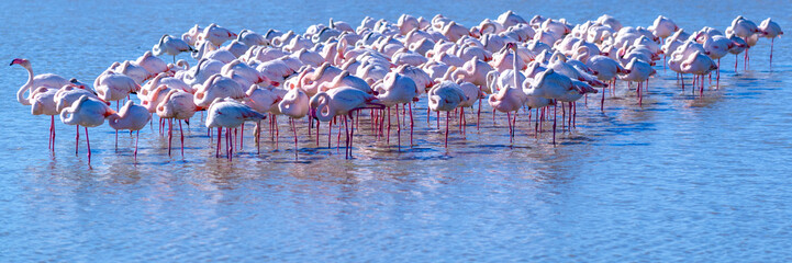 Groupe de flamants roses 