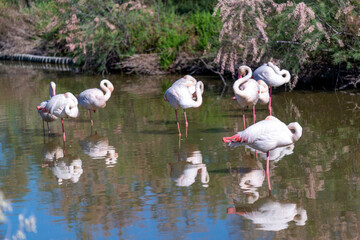 Groupe de flamants roses 