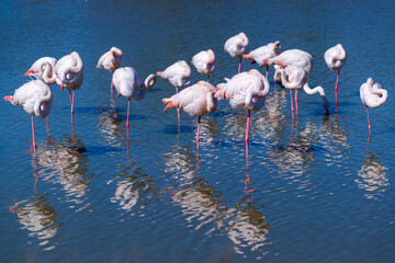 Groupe de flamants roses 