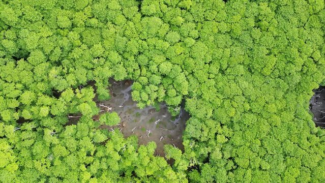 Okinawa, Japan: Overhead drone footage of a mangrove forest on the Ishigaki island in Okinawa in Japan. Shot with an upward motion