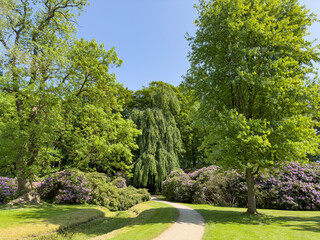 Hiking in Borgvold park in Viborg with Rhododendrons. Borgvold at Nørresø is located in a place where there was a place of violence in the High Middle Ages,Viborg,Denmark