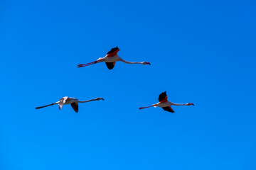 Flamants roses en vol
