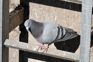 Pigeon takes a rest on on a ladder on a sunny day. Concrete wall in the background. Pigeon looking down. High quality photo © Vladimr
