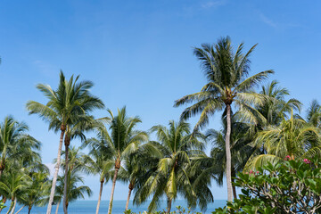 Fototapeta na wymiar Coconut tree with blue sky background