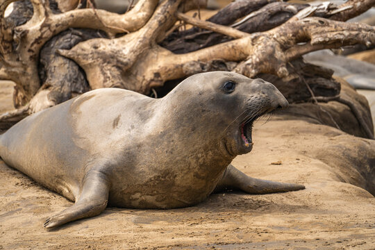 Elephant seal yawns. Wildlife photography.