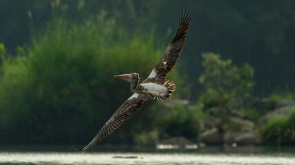 spot-billed pelican (Pelecanus philippensis) or gray pelican