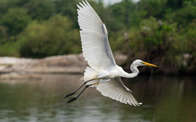 Obraz premium Great egret (Ardea alba) also known as the common egret