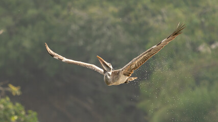 spot-billed pelican (Pelecanus philippensis) or gray pelican