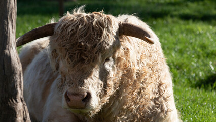 Young White Highland Cattle sitting down in field