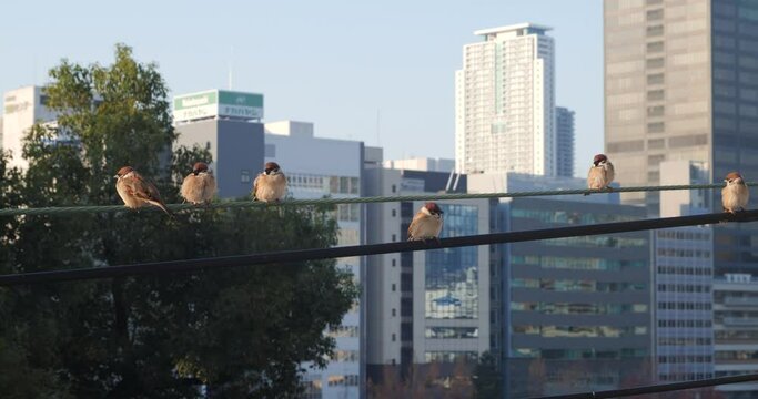 ビルの背景に電線に留まる雀の群れ.
