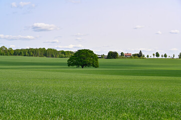 Big open farmers field with one big tree