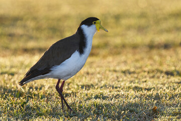 Australian adult Masked Lapwing early morning backlit sunlight walking cold dewy grass looking for food 